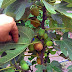 Cây sung mỹ (Sung ngọt, Fig ficus carica)