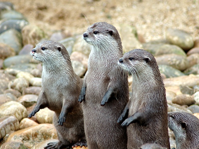 All Animals: African Clawless Otter,Profile,Latest news,Photos