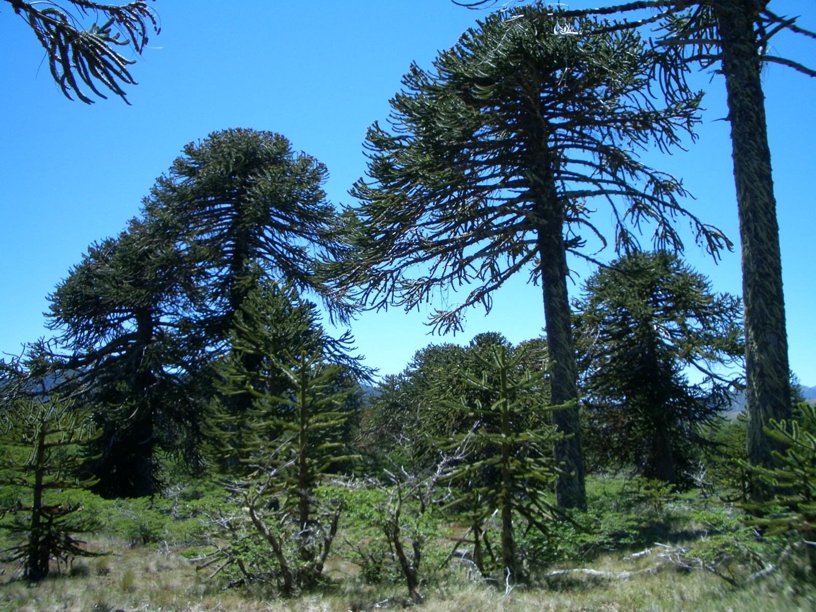 the monkey puzzle tree araucaria araucana the garden of eaden