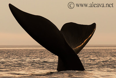 Observacion de Ballenas cerca de Puerto Madryn