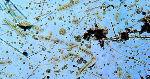 Microorganisms Secret USC | Biological Sciences Graduate Programs Blog: The Secret Life of ...