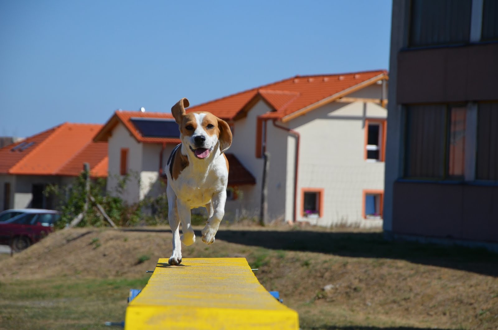 DSC_0345.JPG