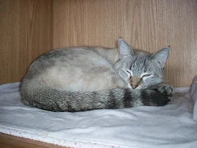 lynx point Siamese Siamese tabby cat