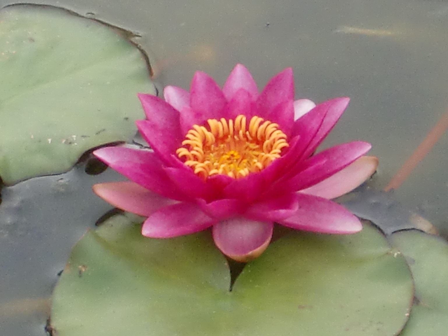 60歳で無職の優雅な日々: スイレン（睡蓮）・アンドレアナ Nymphaea Andreana