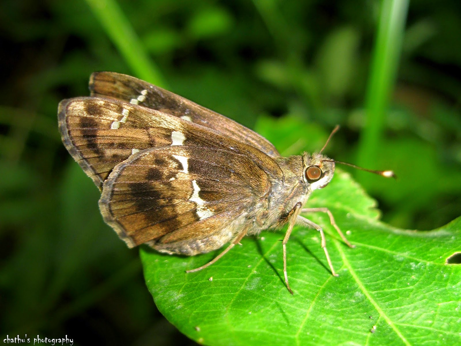 Nature Of Srilanka: Tree Flitter (Hyarotis adrastus adrastus) - රුක්සැරියා