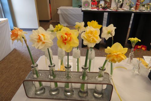 a selection of daffodils at a flower show