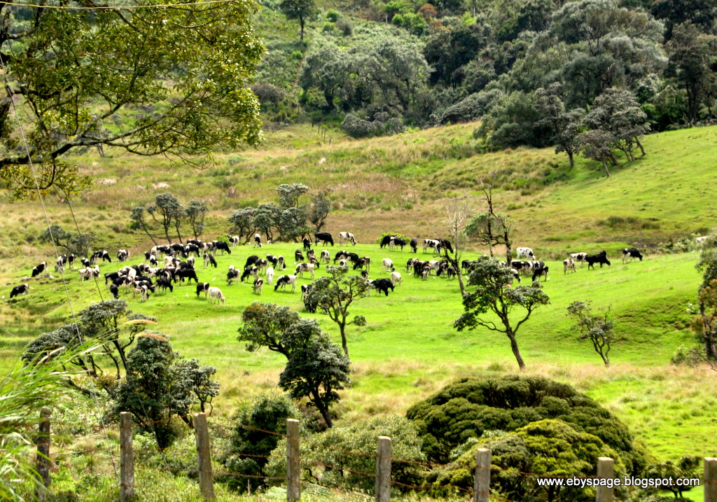 Ambewela Dairy Farm, Sri Lanka