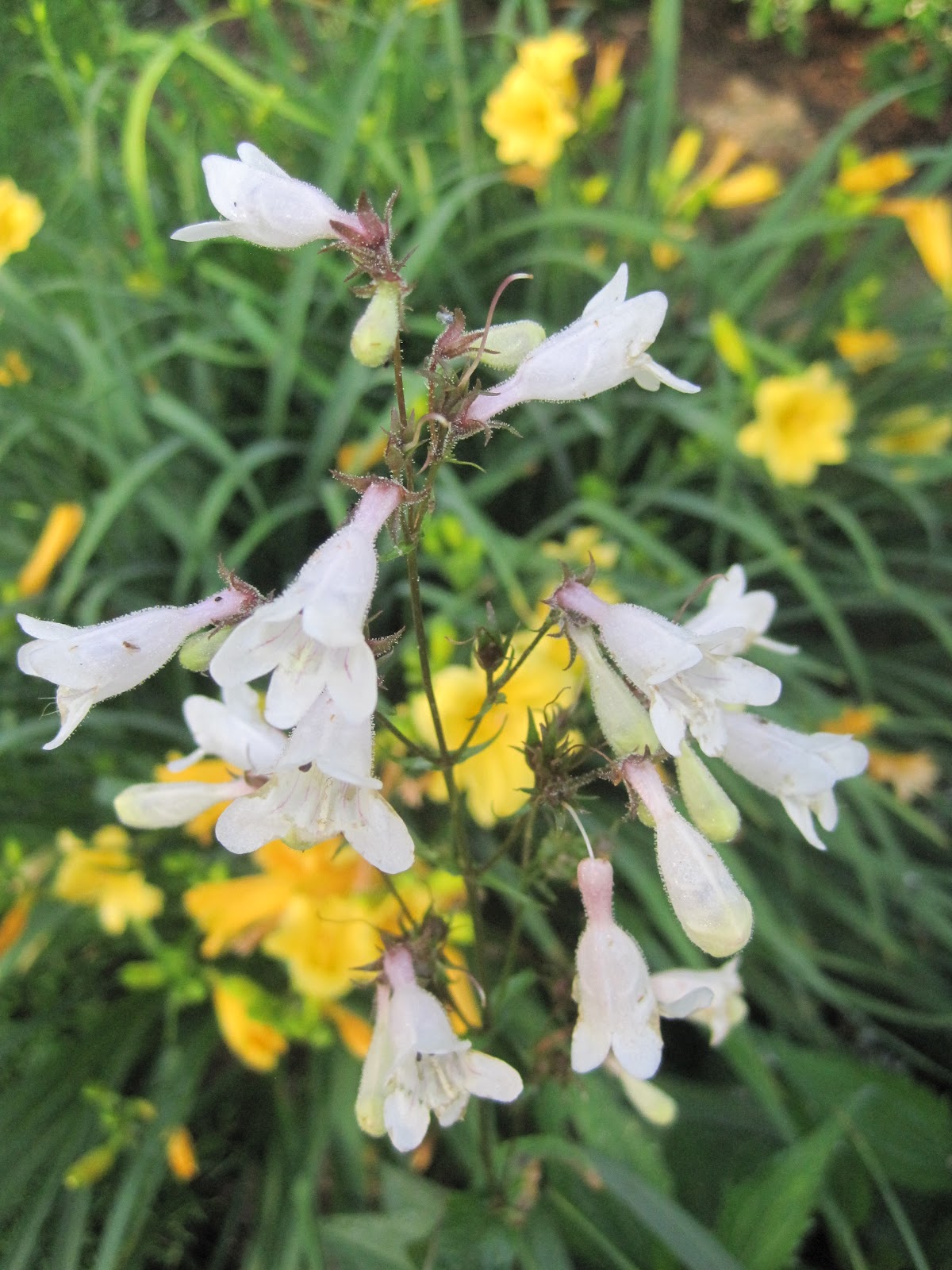 From Seed to Scrumptious Early June Flowers, Early in the Day