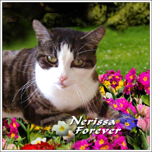 Nerissa