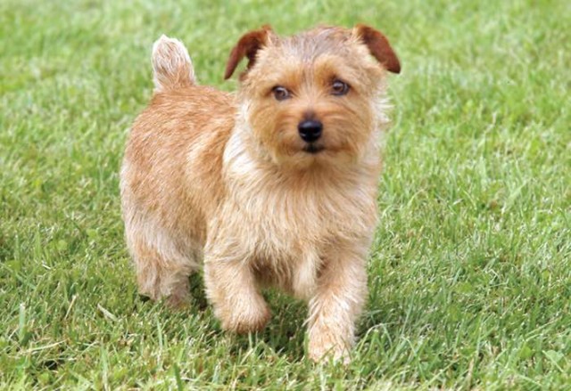 are sporting lucas terrier hypoallergenic