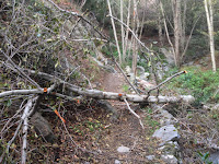 Tree fallen on Fish Canyon Trail, Angeles National Forest