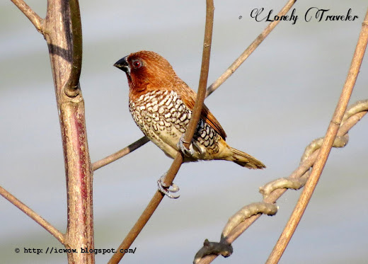 Scaly-breasted munia - Lonchura punctulata