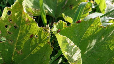 ウリハムシによるカボチャの葉の食害