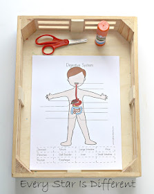 Parts of the digestive system cutting activity (free printable)