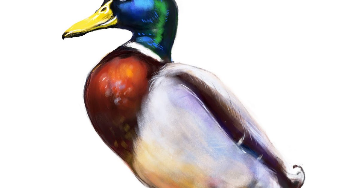 Birds: Mallard