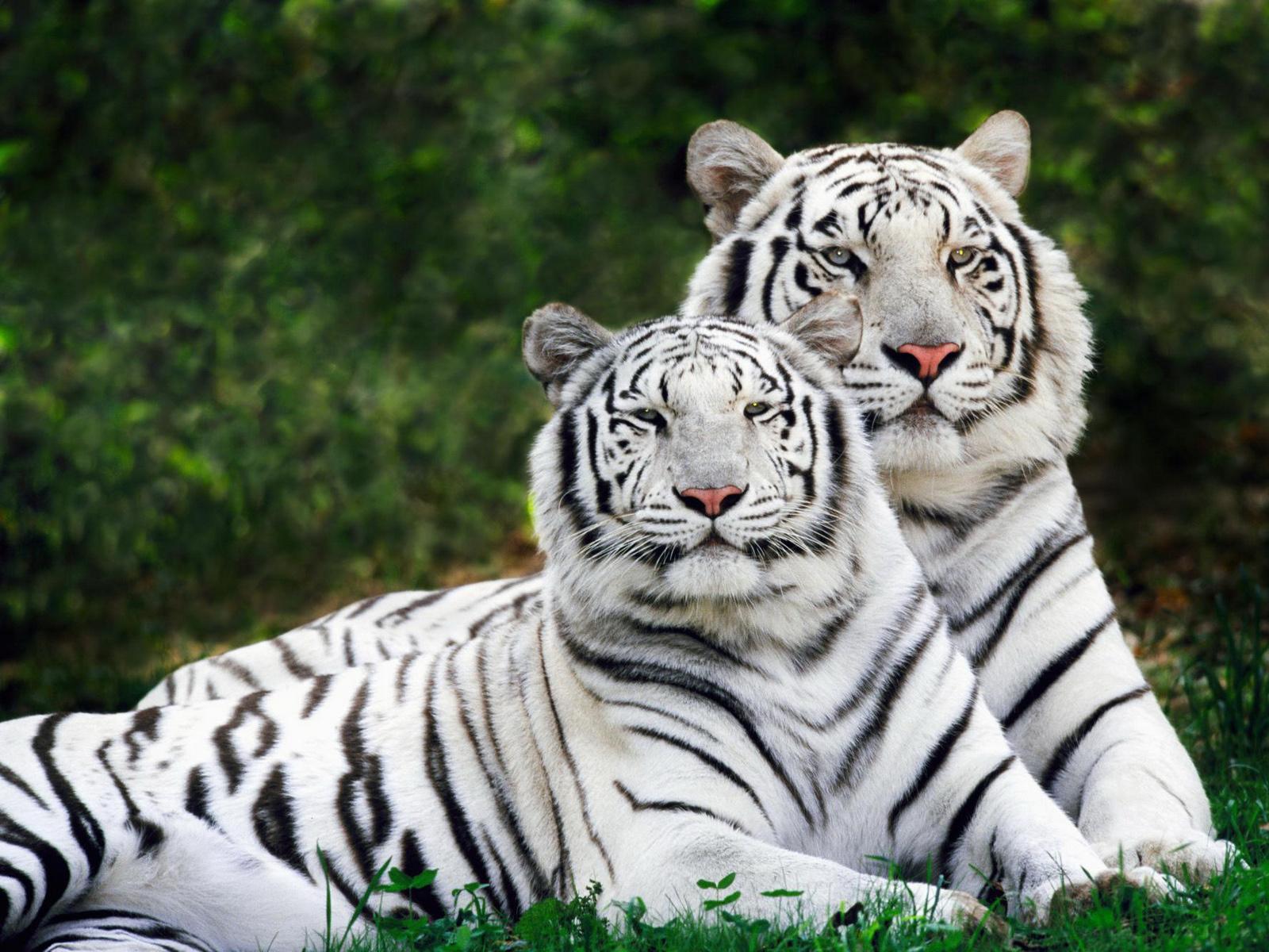 White Tiger Wallpapers1600 x 1200