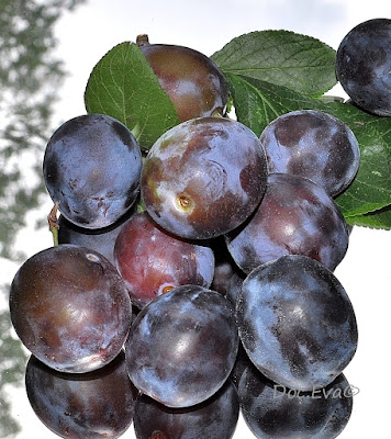 Pflaume (Prunus domestica)