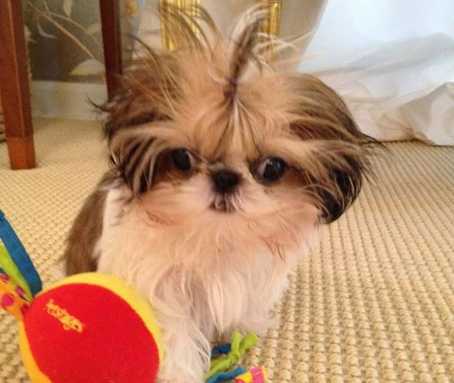 SHIH TZU LATE MUITO, UM PROBLEMA COM SOLUÇÃO