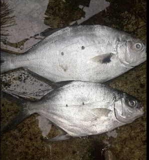  mancing di pinggiran pantai sudah tidak abnormal lagi dengan namanya ikan taking Begini Duduk Bersantai di Tepi Pantai Sembari Mancing Taking