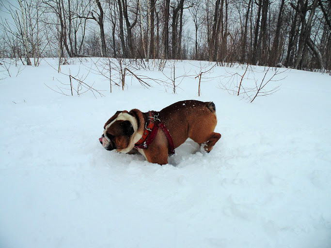 Два английских бульдога на горе