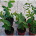 Muitos tem essa planta em casa, mas não sabem que ela cura doenças gastrointestinais, estomatite, tuberculose, gengivite e verminose!