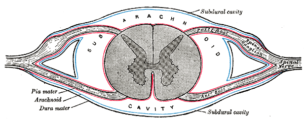 Sección transversal de la médula espinal con las meninges