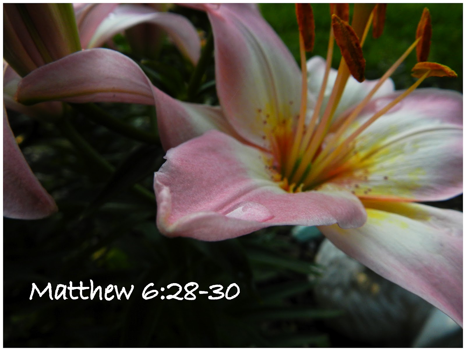 Living For Jesus Lilies of the Field