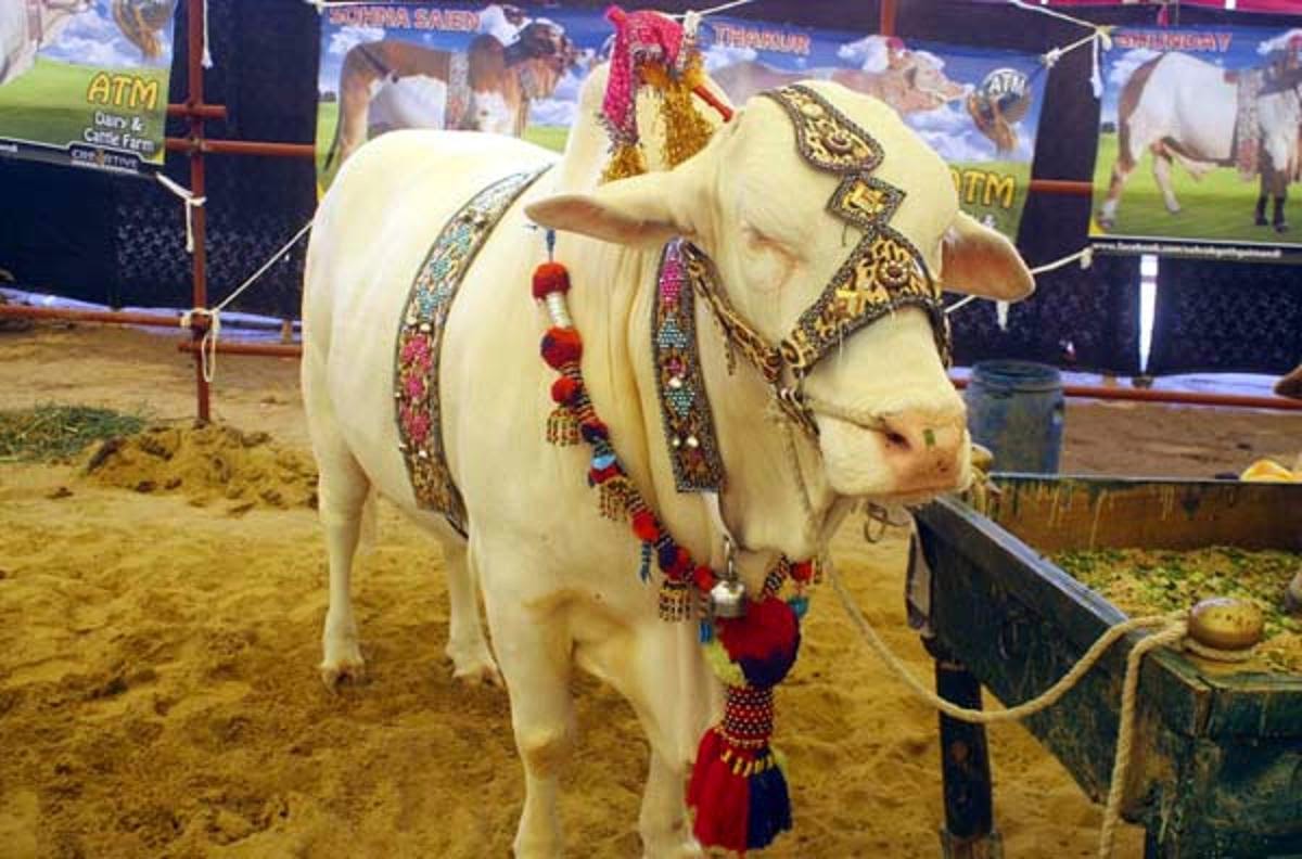 Free Download HD Wallpapers: Bakra Eid Cow Qurbani HD Wallpapers