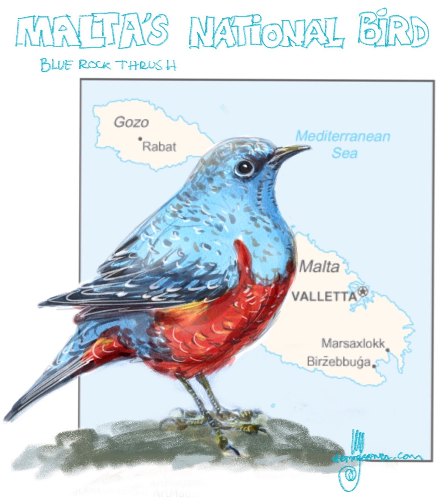 Birds: Blue rock thrush
