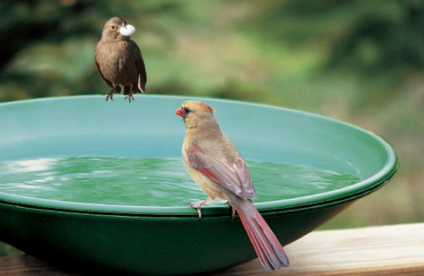 top 28 where do birds get water how do birds get water top 28 where do birds get water how do birds get water