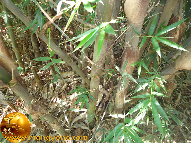 Bambu Tali Gigantochloa apus 