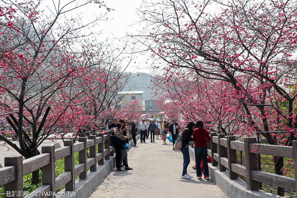 台中后里|2019后里泰安櫻花季2/16-3/3|全台最美泰安派出所|免費賞櫻熱門景點 台中后里|2019后里泰安櫻花季2/16-3/3|全台最美泰安派出所|免費賞櫻熱門景點