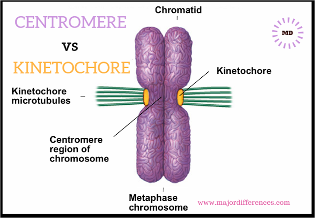 Centromere vs Kinetochore
