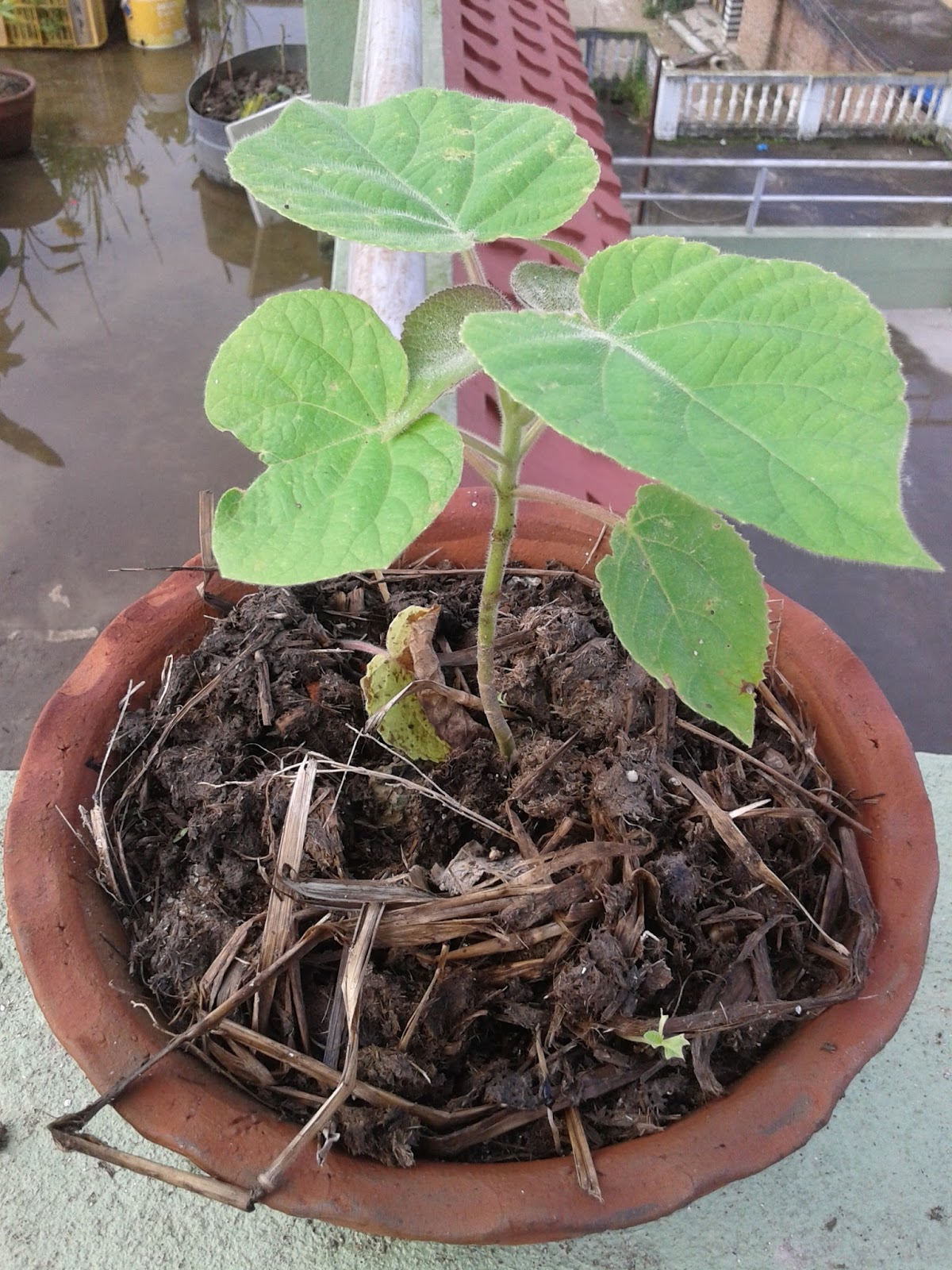 SAKA GARDEN: Paulownia (Empress) Tree
