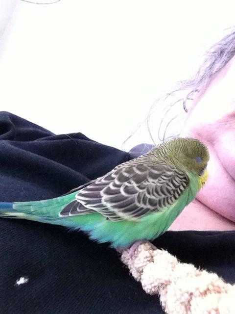 Pickle Sleep Downeast