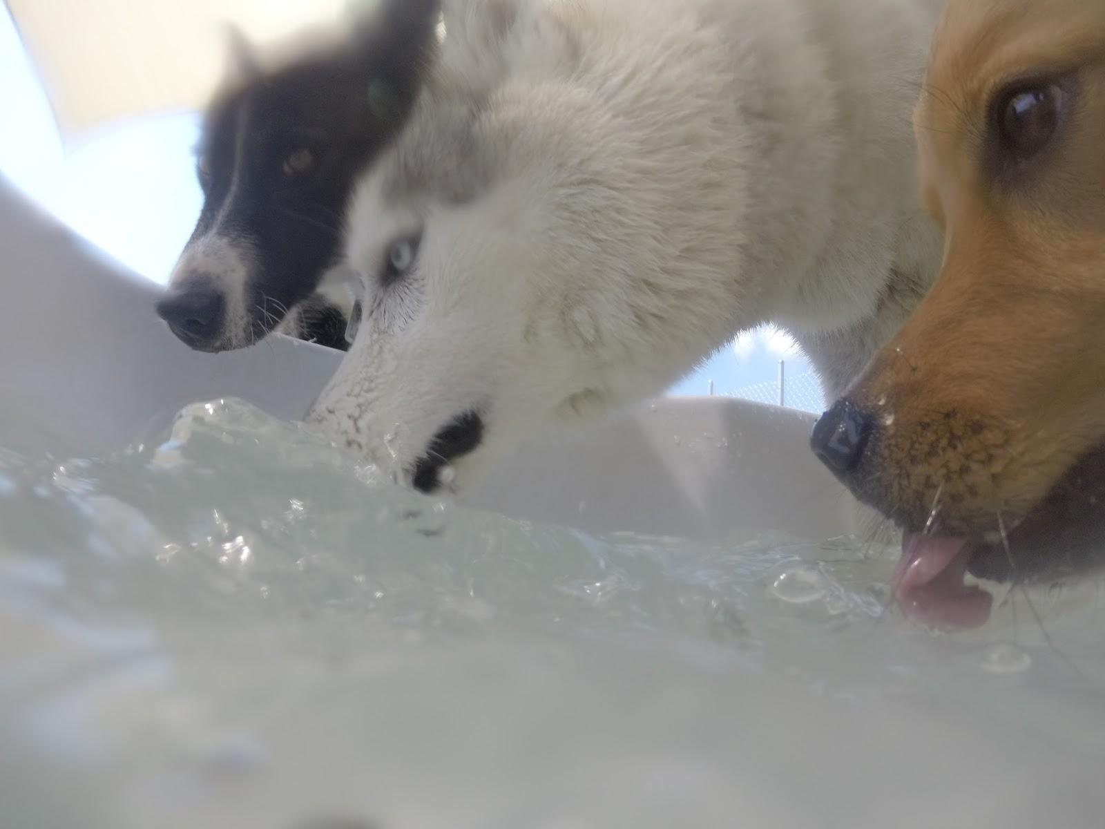 The Divine Canine Dog Blog