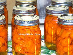 carrots canning jars pressure canned preserving holler
