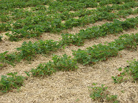 Strawberry Field View 2