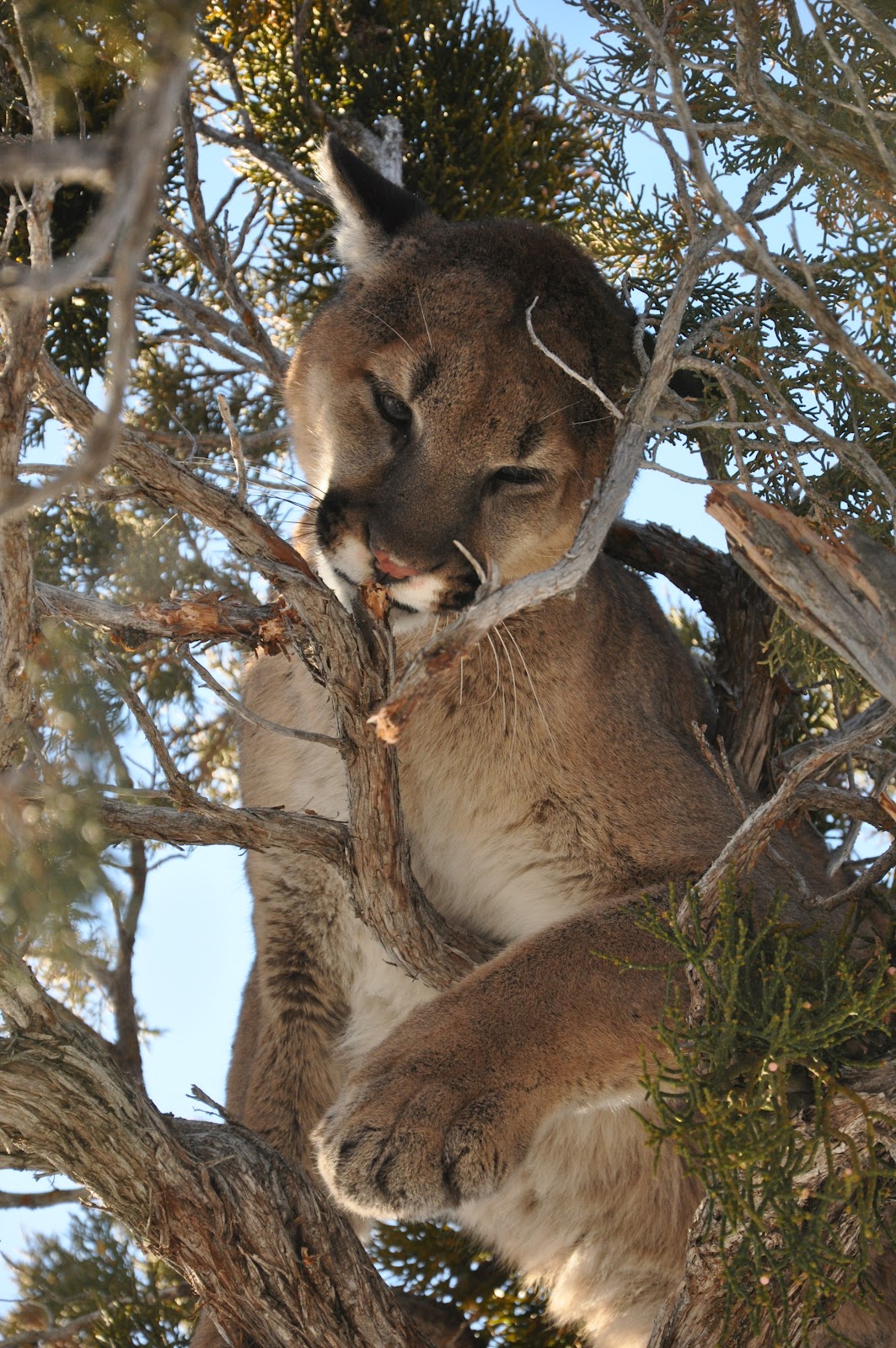 Wild Day Utah Friday Cats