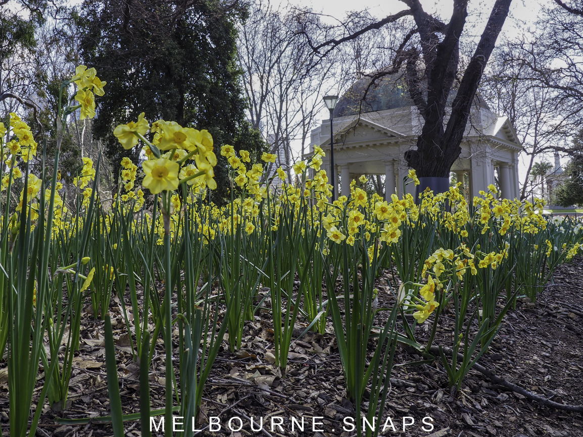 MELBOURNE.SNAPS DAFFODILS & JONQUILS