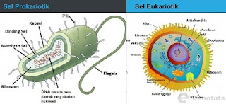 perbedaan eukariotik dan prokariotik dalam bentuk tabel,perbedaan eukariotik dan prokariotik pdf,contoh makalah perbedaan eukariotik dan prokariotik,artikel makalah perbedaan eukariotik dan prokariotik,