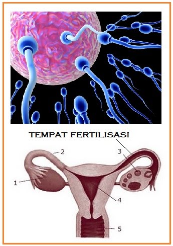  FERTILISASI  Saling Berbagi