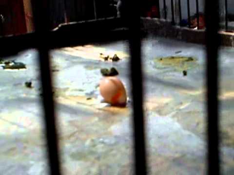 Optimalkan Cucak Jenggot Setelah Bertelur Anis Merah Tasikmalaya