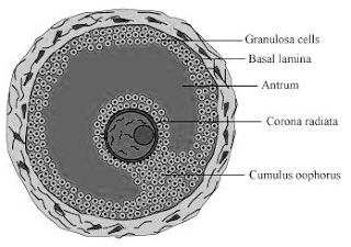Diagram of Grafiaan follicle