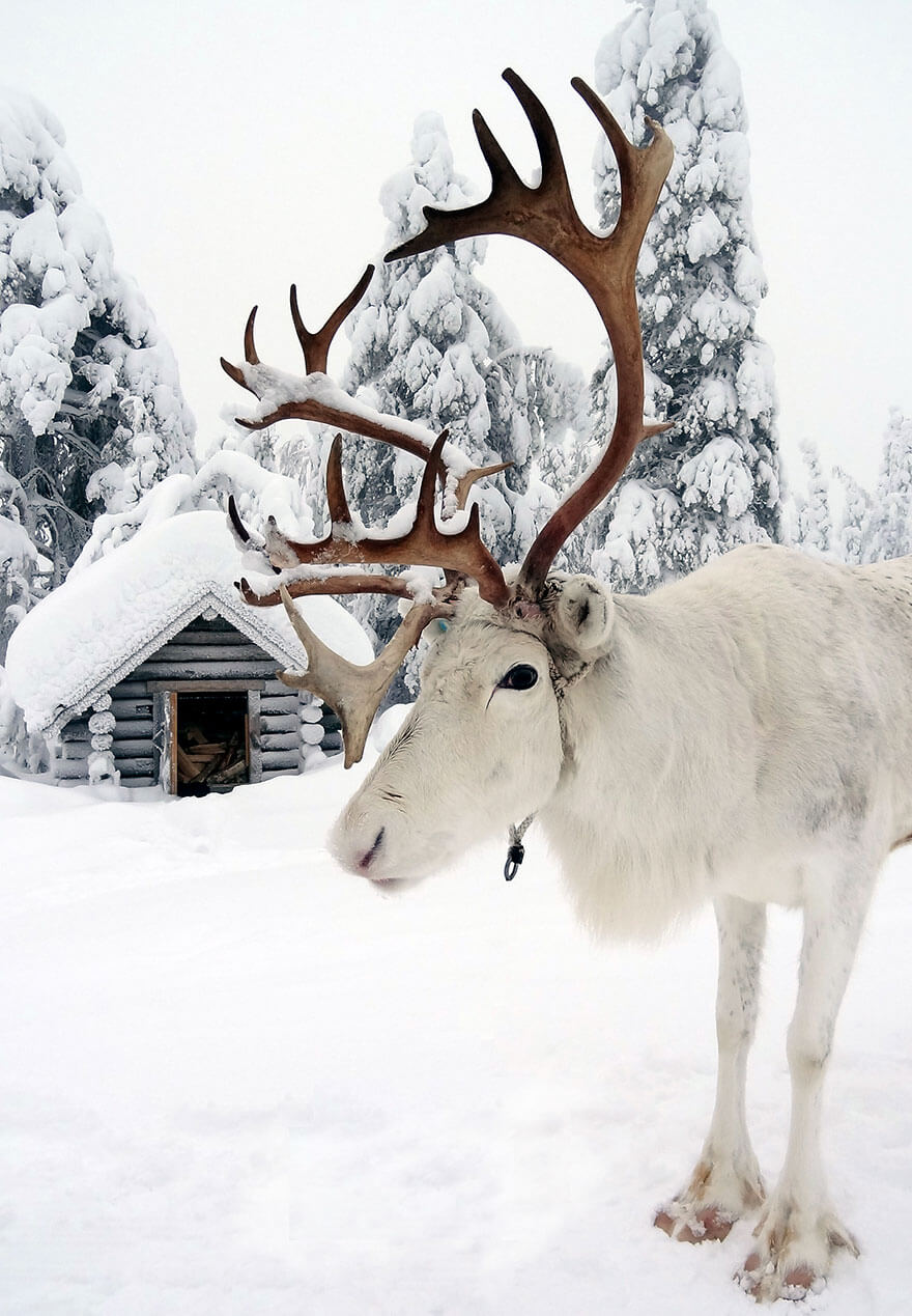 34 Reasons Why Lapland Is The Most Mythical Place To Celebrate Christmas 34 Reasons Why Lapland Is The Most Mythical Place To Celebrate Christmas