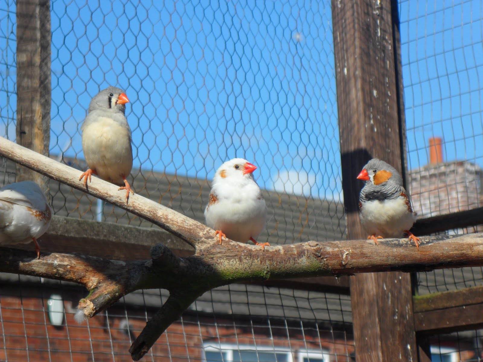 Small Pet Birds Stuff by Stanton Birdman Pet birds The popularity of