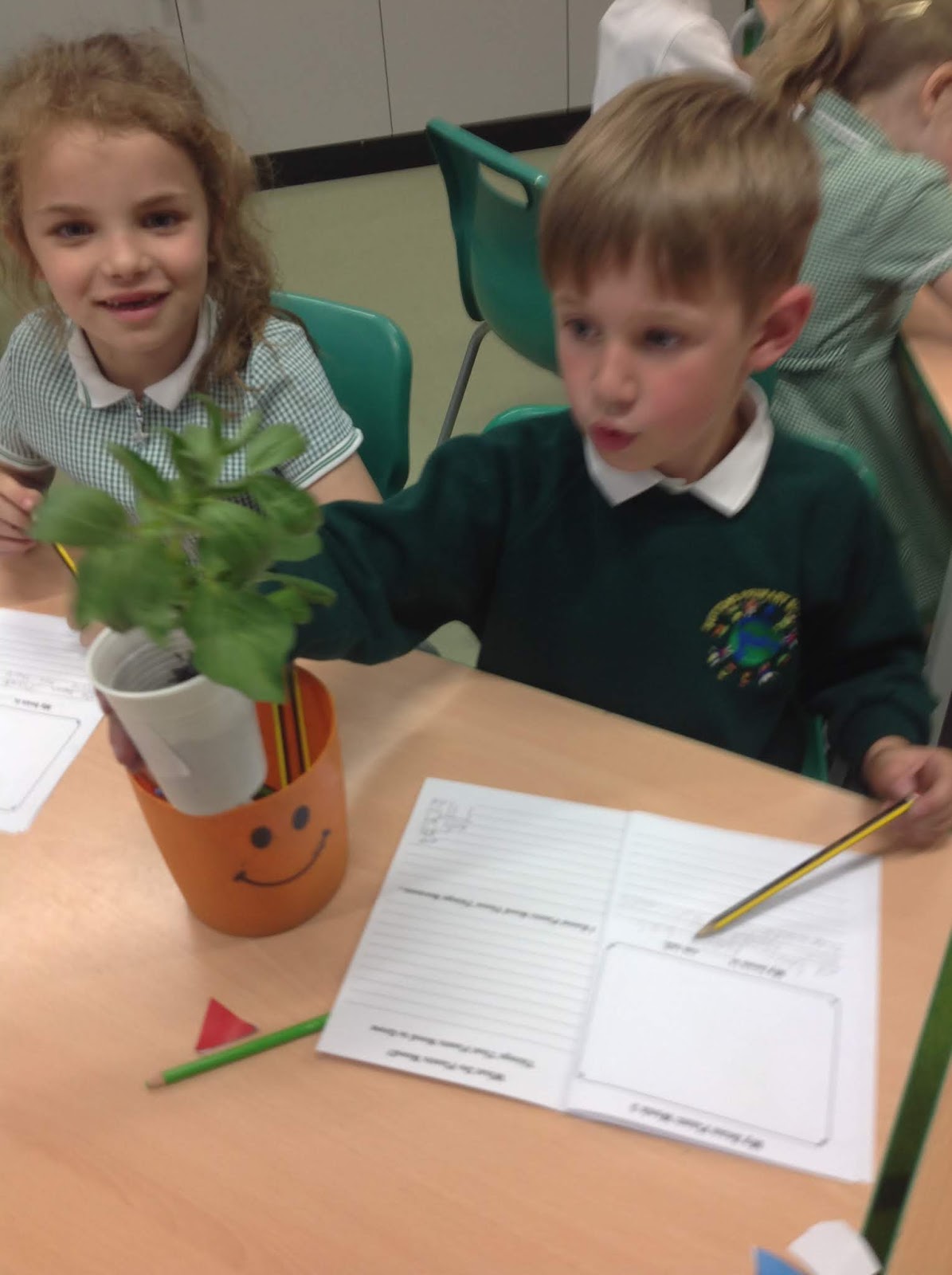 Suttons Primary School 1MS Bean plants!