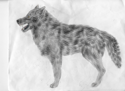 how to draw a wolf mouth open 1