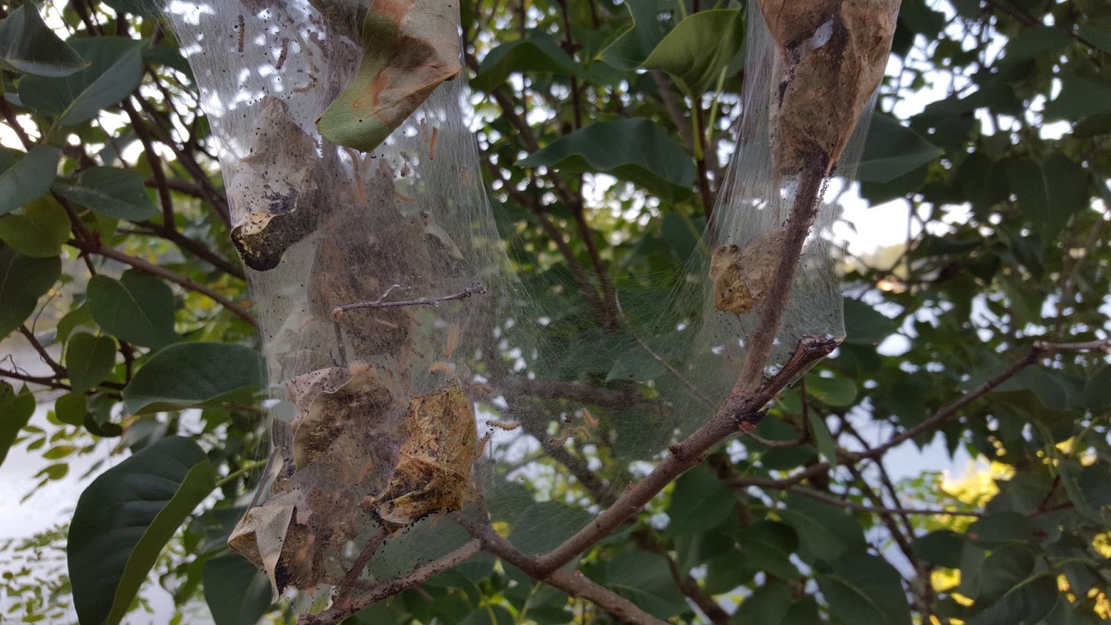 WSDA AgBriefs Fall worms Spinning Their s