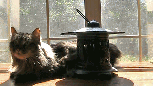 08.gif